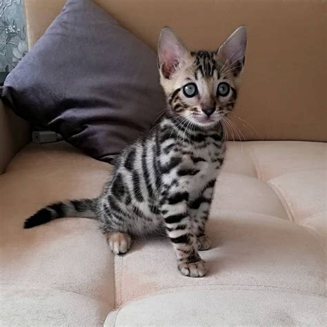 Bengal cat near me - Bengal kittens are a great gift for everyone, they are part of the wildlife in your home and great home companions. For additional information or further inquiries as for availability, please contact: +1 (718) 808-3690. December 23, 2015.